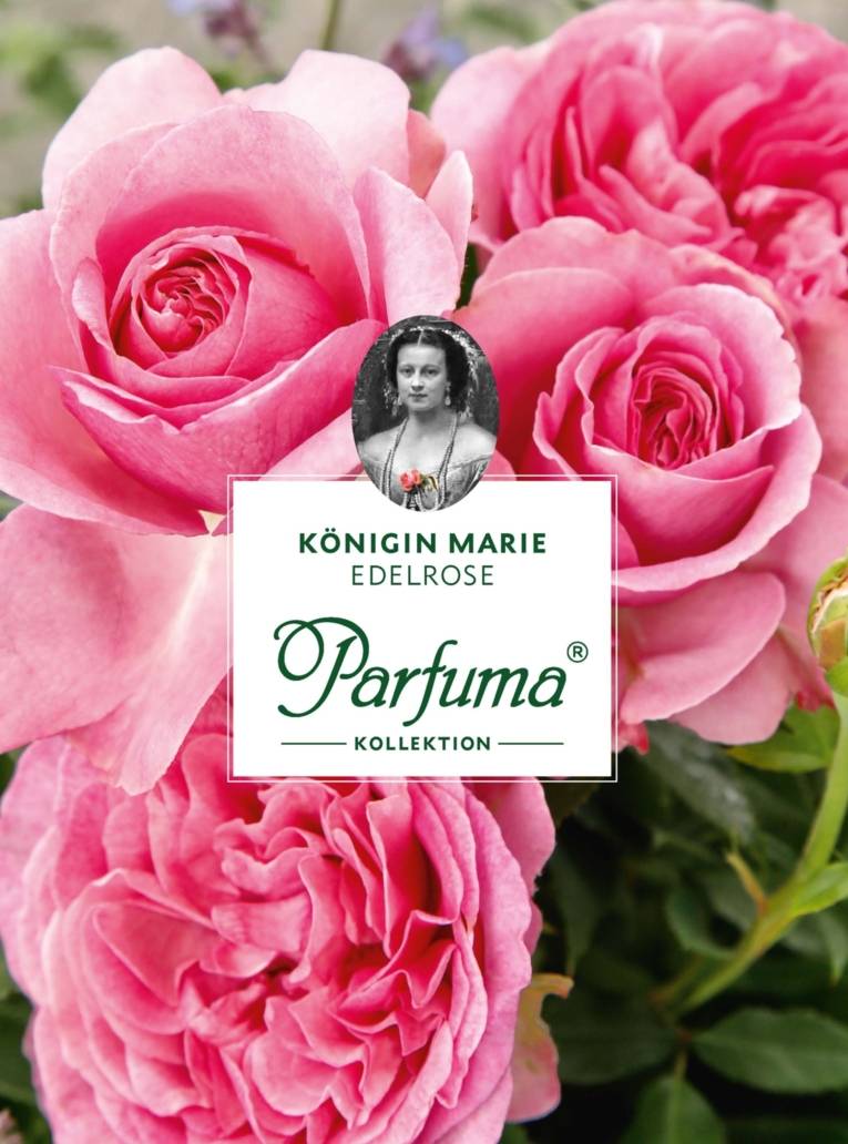Edelrose "Königin Marie"